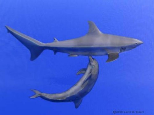 The Gentlemen Radio Episode 13-Shark Week < Dolphin Rape
